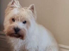 Westie wanted