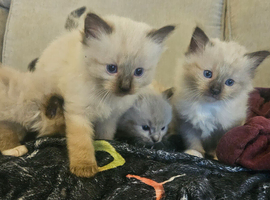 5 lovely ragdoll kittens looking for homes