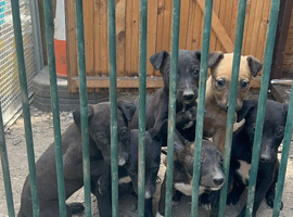 Beautiful lurcher pups mixed colours