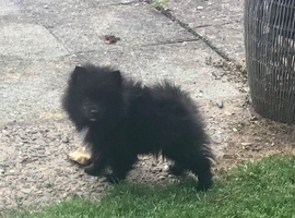 WELL BRED KLEIN SPITZ KC BITCH PUPPY