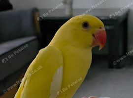 young ringneck parrot for sale