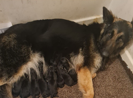 BEAUTIFUL LITTER 3/4 GERMAN SHEPHERD 1/4 AKITA.