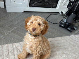2 month puppy looking for forever home