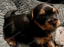 Beautiful Yorkshire Terrier Puppies