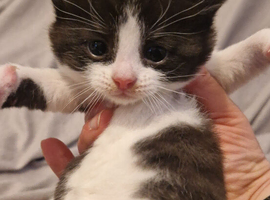 Kittens ready now 8 weeks old