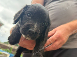 Cocker spaniel pups