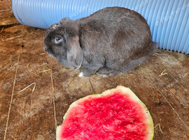 Female mini lop