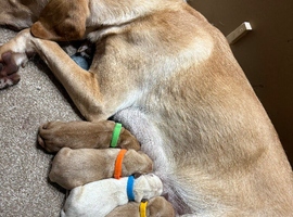 Fox Red Labrador Puppies - Ready to go in 10 days