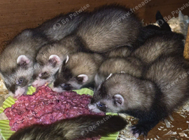 Ferret Kits Available Now