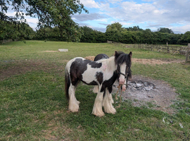 Rescue Cob Colt