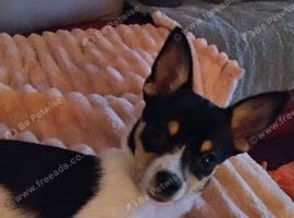 Chihuahuas