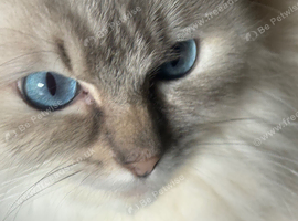 Rare lilac tortie lynx female 1 yo