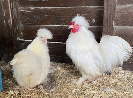 A Trio of white Miniature Siamese silkies  &pound;55