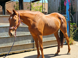 Luna - 16.2hh 6yo Thoroughbred Mare