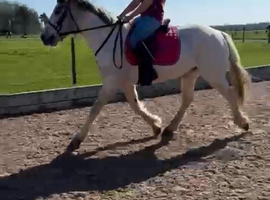 15.1 Connemara x Cob , Blue n white rising 4 yr mare