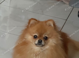 Gorgeous orange pom Mable
