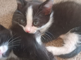 2 beautiful black and white kittens 1 male 1 female