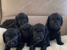 Gorgeous Patterpoo Puppies - Ready To Leave Now