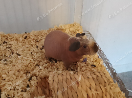 Skinny pig