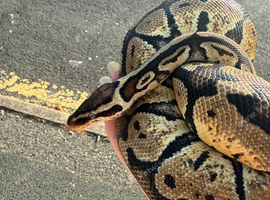 Royal python