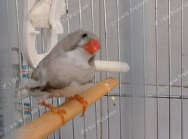 Male cock silver zebra finch