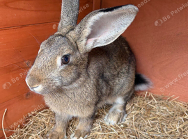 Hare rabbits
