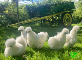 Silkie pullets