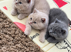 British Shorthair Kittens