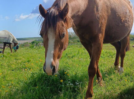 12.2hh mare 12yr old