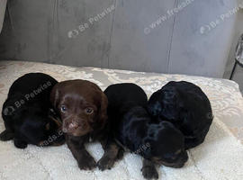 4 beautiful shihpoo puppies