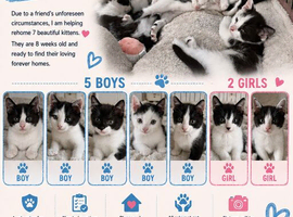 Seven stunning kittens ready to go