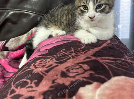 Kitten