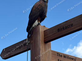 Female harris hawk