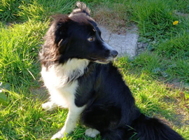 Border collie 2 years old
