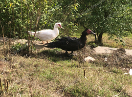 Young unrelated muscovy trio