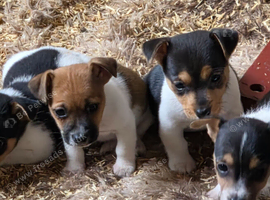 Jack Russel x Boys