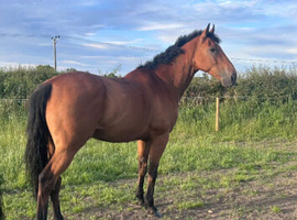 Looking for 16.2 / 17 hh