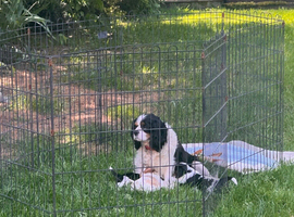 Kc LITTER OF 4 DNA CLEAR CAVALIER PUPPYS