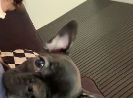 Puppy for sale