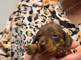 Miniature dachshund puppies
