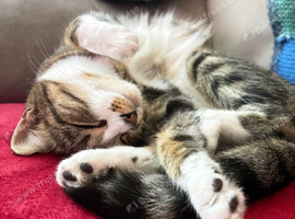 Female cat 1 yr old Jamima