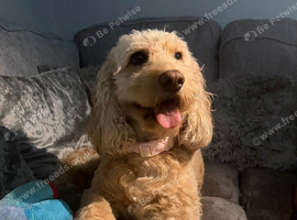 F1b Cockapoo Puppies