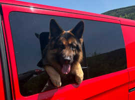 German Shepherd Male