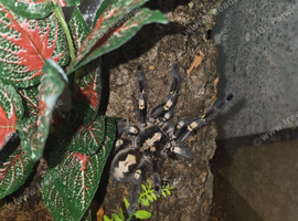 Adult Pair Of P Metallicas