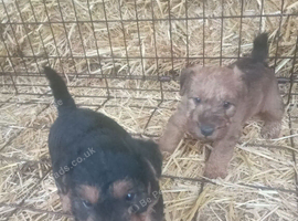Welsh terrier x red Lakeland terrier pups