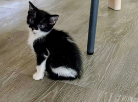 10 WEEK OLD FEMALE TUXEDO KITTEN &ndash; NEEDS A LOVING CARING HOME URGENTLY