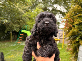 6 STUNNING COCKAPOO PUPPIES BLACK AND GOLDEN