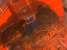 Quails for sale
