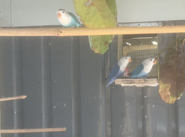 Young love birds