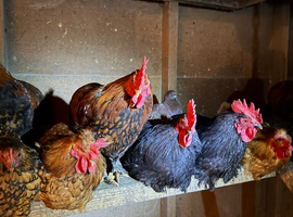 bantam cockerels
